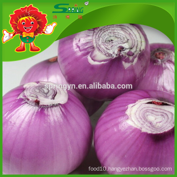 New crop fresh red onion with best price